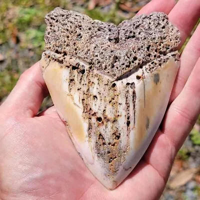 5  South Pacific Fossil Megalodon Shark Tooth • $350