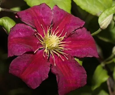 £20.99 • Buy Clematis ERNEST MARKHAM, Hardy Perennial Garden Climber Plant - Gorgeous!