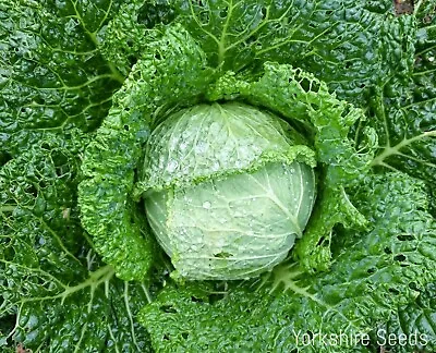 50x Cabbage Cordesa F1 Club Root Resistant Seeds - Vegetable • £2.49