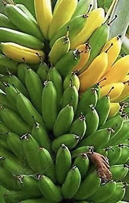 Musa - 2 Dwarf Cavendish - 4-8  Banana Tree ORGANIC • $16