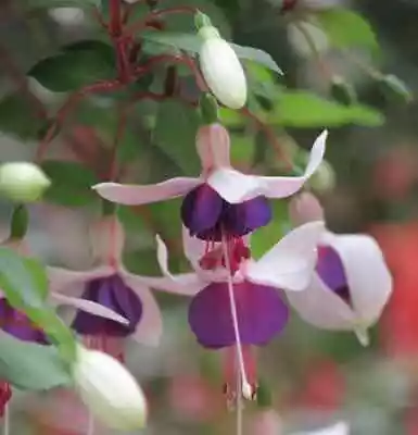 £4.20 • Buy 6 Trailing Fuchsia La Campanella   Hanging  Basket Patio Plug Plants