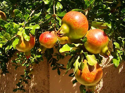 Punica Granatum Compact Semi-Dwarf Pomegranate Patio Shrub Fruit Rare • £9.90