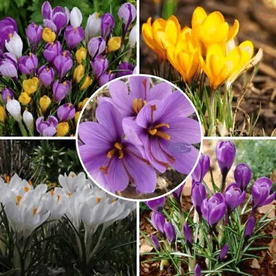 NEW! Crocus Mixed Colours Saffron Garden Flowers Bulbs Flowering Spring Plants • £4.49