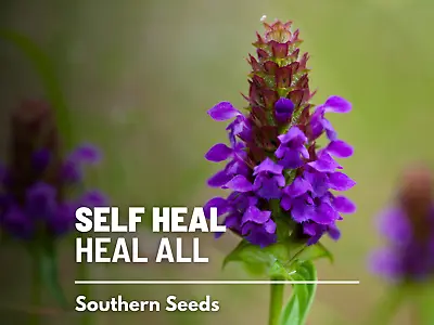 Self Heal (Heal All) - Heirloom Seeds - Medicinal Herb (Prunella Vulgaris)  • $2.49