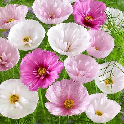 Cosmos Cupcakes Mixed Sow Feb-May Long Season Unusual & Beautiful. 20 Seeds • £4.16