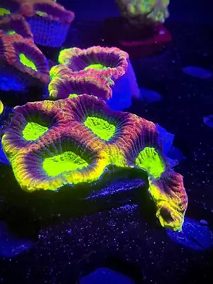 WYSIWYG Dragon Soul Favia Frag Multicolor Live Coral LPS SPS HG Zoa Acan Reef • $29.99