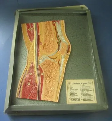 Frame Sketch Anatomy Man Anatomic Somso Anatomicals Model Vintage • $162.18