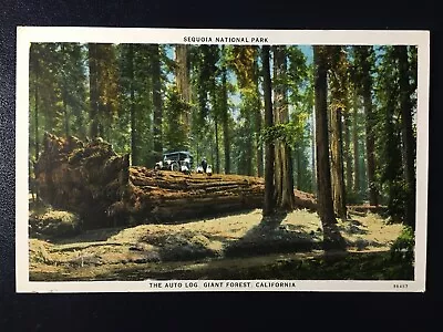 Vtg Postcard / Auto Log / Sequoia Natl Park / Ca • $0.50