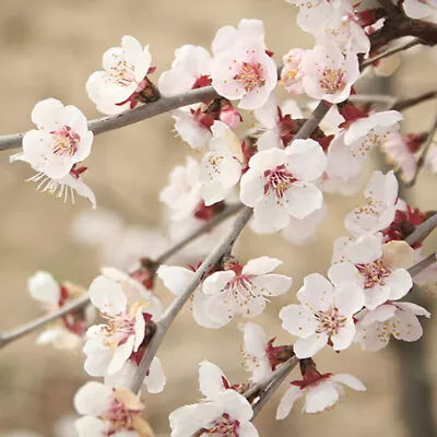 Ornamental Prunus Incisa 'Kojo-no-Mai' Fuji Cherry Tree 3 X In 9cm Pots • £19.99