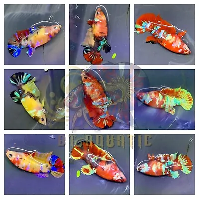 Live Betta Fish HMPK Female Koi Galaxy Multiple  Color Good For Sorority/Breed • $15.95