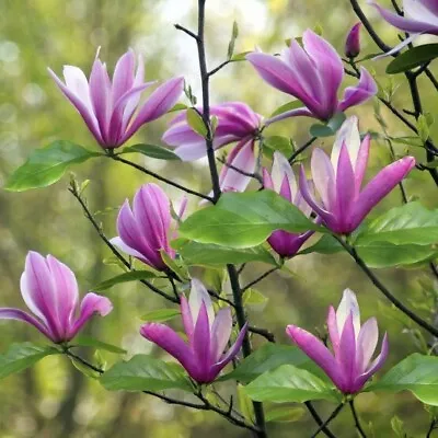 Magnolia Susan 5L Pot Deciduous Tree Stunning Purple Tulip Shape Flowers • £24.95