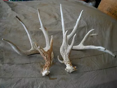 HUGE UNIQUE 192  WHITETAIL DEER SHEDS Antlers Mule Elk Rack Taxidermy Moose Cape • $285