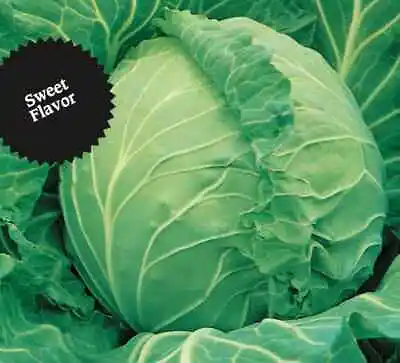 500+ Cabbage Seeds - Copenhagen Market -- Heirloom -- NON GMO -- FRESH • $2.58