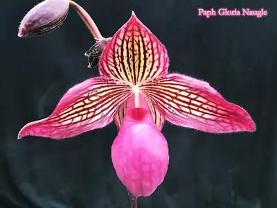 Paphiopedilum Gloria Naugle  (rothschildianum X Micranthum) • $120