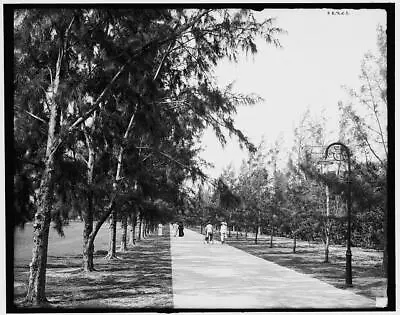 Palm Beach Florida Bicycles And Wheelchair Path Between Poinciana C1900 PHOTO • $8.50