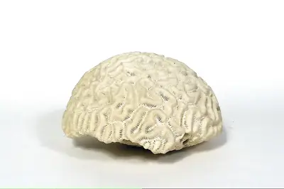 Brain Coral ~ 2 Lbs ~ 5 1/2  X 5  X 3  • $39.99