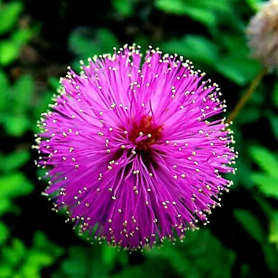 Mimosa Tree Seeds (Albizia Julibrissin) Persian Pink Silk Flower Plant Bonsai • $6.89