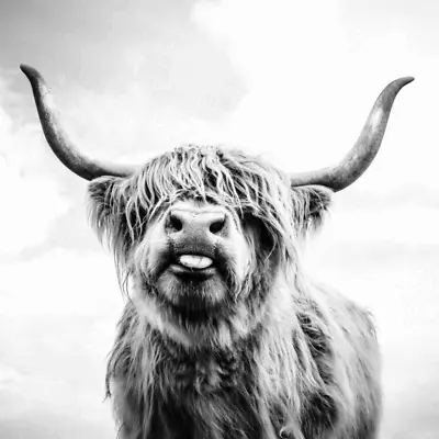 £19.54 • Buy Highland Cow Grey Wall Art Printed Canvas Stretched Over A Solid Pine Frame 