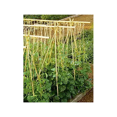 $58.79 • Buy (Lot Of 10 Or 25) Bamboo Stakes (Various Heights) Veggies Tomato Plants Vines ++