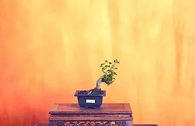 Outdoor Live Chinese Elm Bonsai Tree W/ Pot • $80