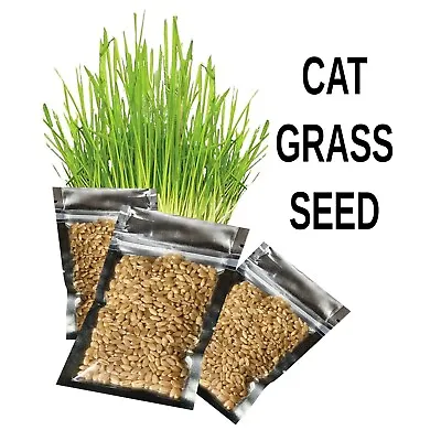 $15 • Buy Feline Pet Treats Cat Grass Seeds Growing Pot Pesticide Free Healthy Antioxidant