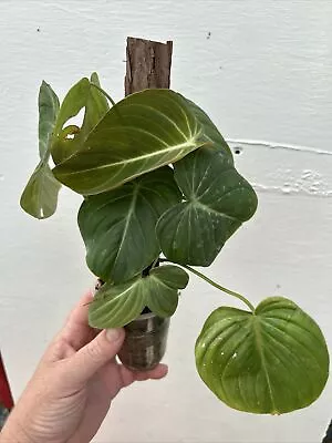 Philodendron Glorious- Non TC - Indoor/Outdoor Plant. • $20