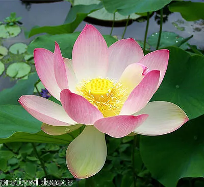 Nelumbo Nucifera  Sacred Lotus Flower Bean Of India Pond Water Lily 10  Seeds • £3.99