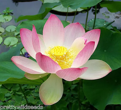 Nelumbo Nucifera  Sacred Lotus Flower Bean Of India Pond Water Lily  50  Seeds • £9.99