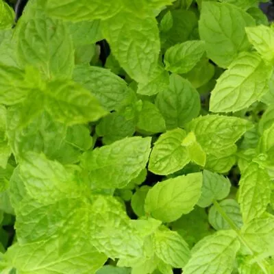 Mint Garden - MENTHA Spicata 'Spear' • £14