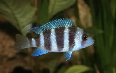 Frontosa Mpimbwe Tanganyika Cichlid Cyphotililapia Frontosa Mpimbwe 4cm • £40