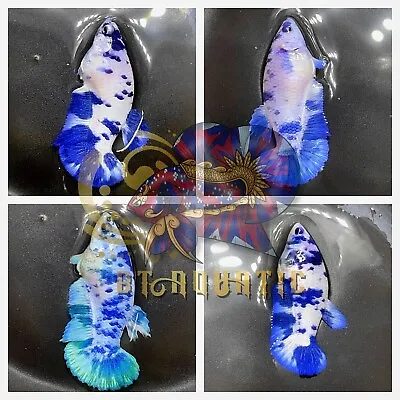 Live Betta Fish HMPK Female Marble Dot For Sorority/Breed USA Seller • $19.95