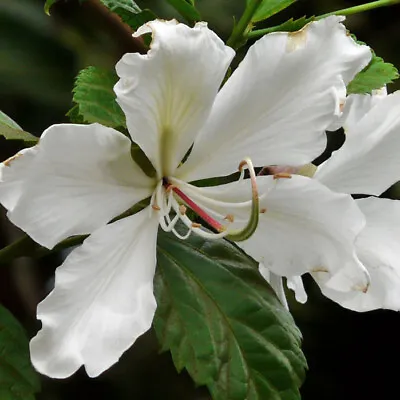 $4.50 • Buy FR064 WHITE ORCHID TREE X10 Seeds BAUHINIA ALBA STUNNING LARGE BLOOMS IN SPRING
