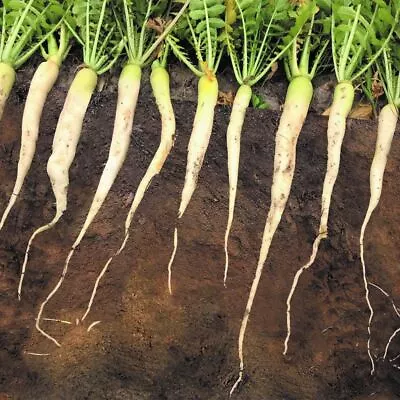 Tillage Radish 100g-4kg Spring Summer Autumn Winter Season Soil Weed Easy Grow • $67.40