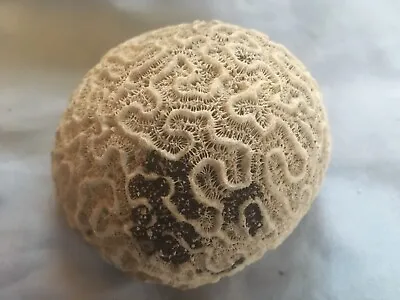 $66.80 • Buy Coral Medium White Brain From Aruba