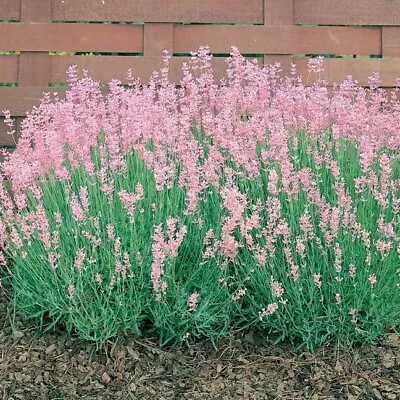 £8.95 • Buy 6 Pack Of English Pink Lavender Rosea Plug Plants