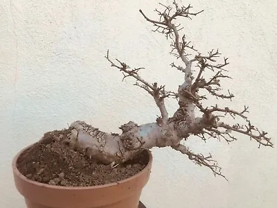 Chinese Elm Bonsai Tree Classic Style SOK • $550