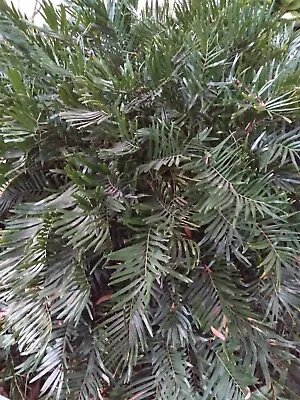 Zamia Integrifolia Coontie Palm Florida Native Cycad PLANT Free Shipping • $19.99