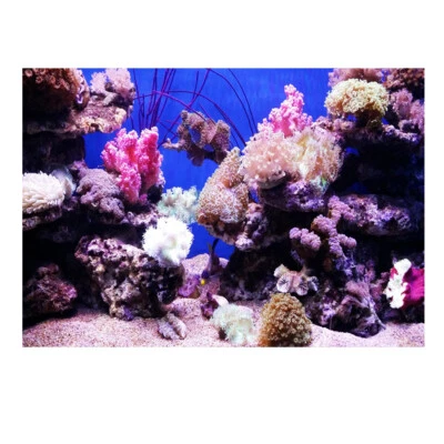 Fish Tank Aquarium Background Sticker Adhesive 3D Poster Decor 61x30cm • $13.18