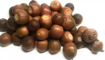 Red/White/Pin/Sawtooth Oak Acorns Seeds Oct 23 Harvest Seed Planting SZ: 10-100 • $4