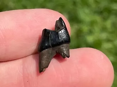 Florida Fossil Deer Tooth Pleistocene Mammoth Age Mammal • $6.99