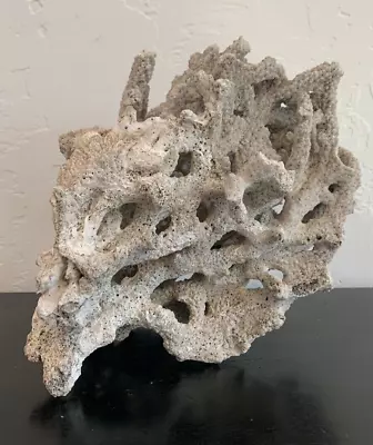 Exquisite Coral Fossil Decor - Marine Tropical Polyp Ancient Art Object • $212