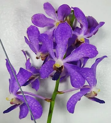 Mokara Jairak Blue Large Orchid Species Flowering Size Orchid Plant • $42.99