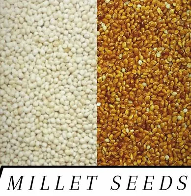 RED & WHITE Proso Millet Seed Wild Bird Food Raw & Recleaned! ***Choose Size*** • $59.99