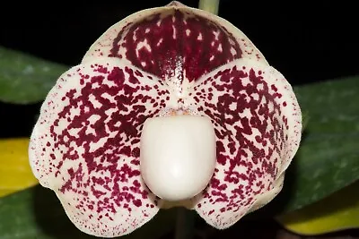 Paphiopedilum Godefroyae #1 Miniature Thailand Species • $30