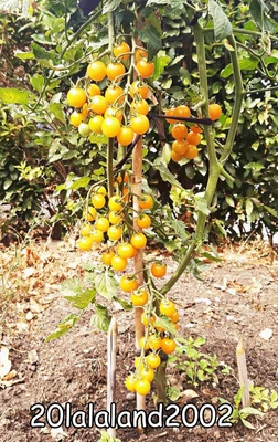 £1.70 • Buy Tomato Sungold, Heavy Cropper, Very Tasty Sweet Cherry Tomatoes  - 15+ Seeds