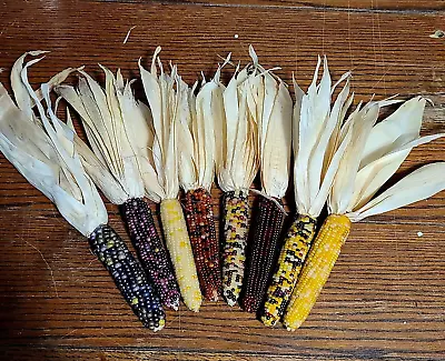 Mini Indian Corn  4  To 5  Length FREE SHIPPING • $27.99