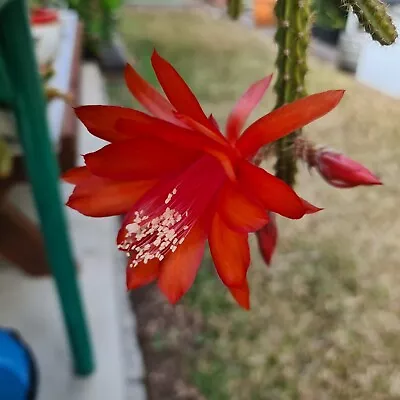 'Rat Tail'   Cactus X 2  Tail Drought Tolerant Red Flower • $10