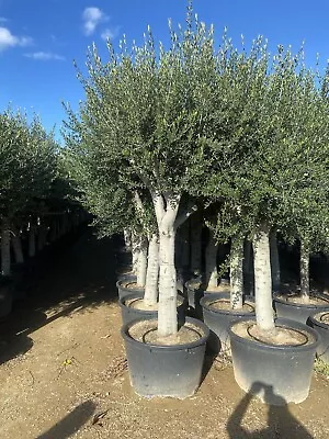 Olive Tree 300/350/CM ￼hight • £295