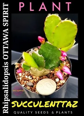 Rhipsalidopsis OTTAWA SPIRIT EASTER CACTUS Schlumbergera Epiphyllum Cacti • $9