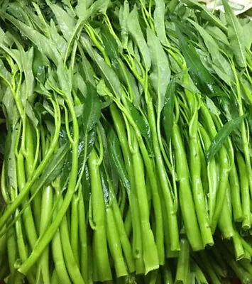 50+ Thai Water Spinach Seeds Ong Choy Kangkong Kong Xin Cai Garden Vegetable USA • $2.98